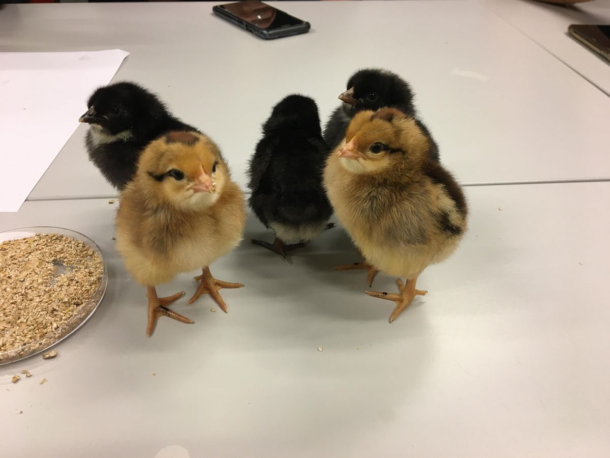 Kyllingeprojekt i biologi